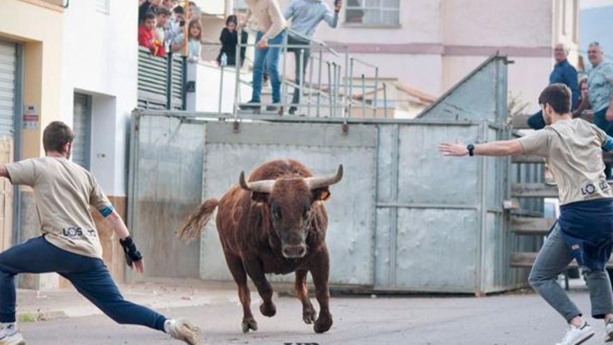 Susto en los festejos taurinos de Algímia