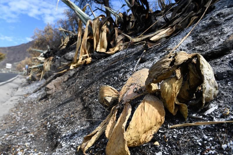 15-10-19 SUPLEMENTOS. ZONA CUMBRERA. ZONA CUMBRERA. Reportaje zonas quemadas tras dos meses. Reportaje triple entrega sobre el paisaje quemado, al cumplirse dos meses. La primera parte será Los tesosos de la Cumbre, en plan más positivo, con los brotes verdes, lugares que visitar. Un segundo con los héroes sin capa, sus protagonistas y una tercera con Lo que el fuego se llevó o Lo perdido, la parte más triste.  Fotos: Juan Castro.  | 15/10/2019 | Fotógrafo: Juan Carlos Castro