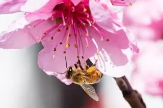 El número de abejas se reduce un 30% en Europa. Son las encargadas de vertebrar la industria alimentaria