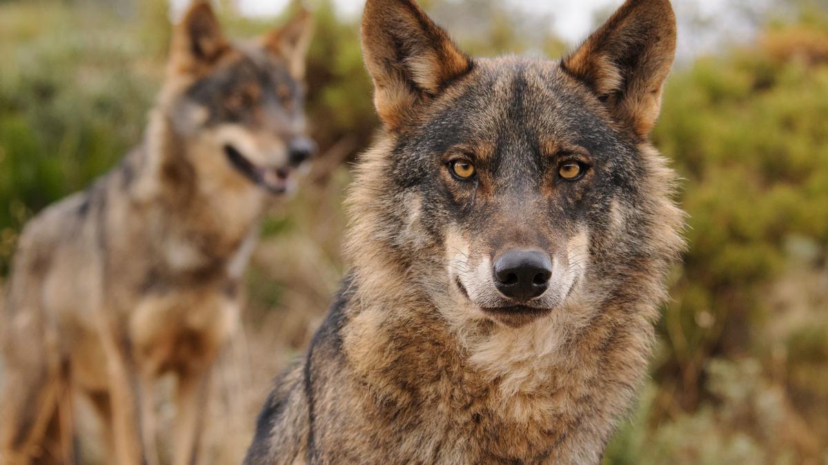 Un ejemplar de lobo ibérico.