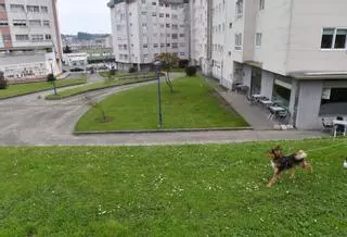 Un recurso suspende la contratación del servicio de jardinería en Culleredo