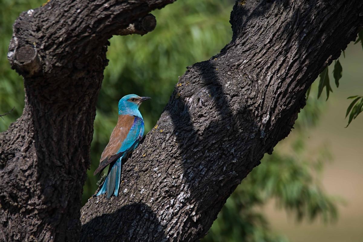 Un exemplar de Coracias garrulus, el gaig blau comú