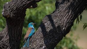 Un exemplar de Coracias garrulus