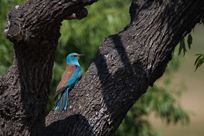 Un estudio del Centro de Tecnología Forestal evidencia un descenso en toda Europa de las aves agrarias