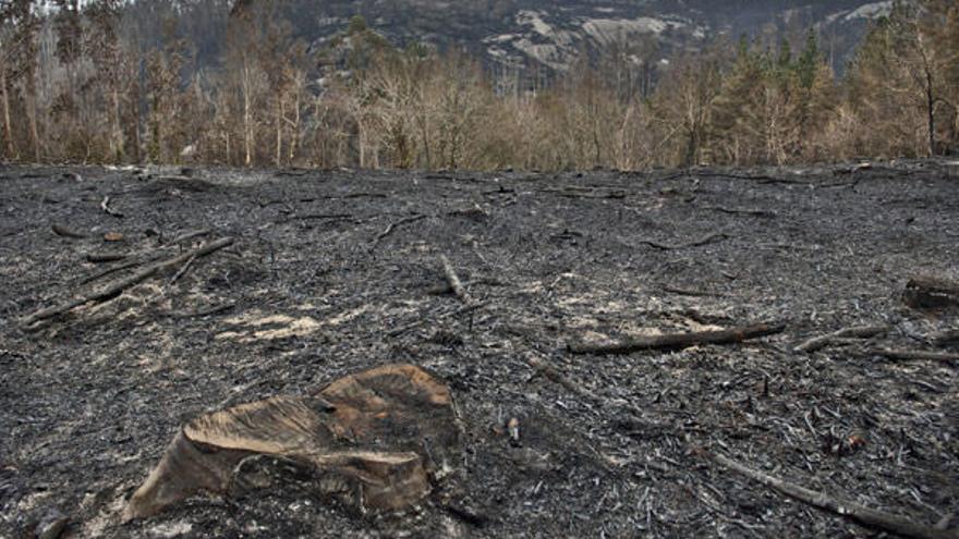 Zona de las Fragas do Eume arrasada por el fuego. / Fran Martínez