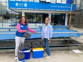 El CIMA se afianza como aliado del sector del mar mediante la entrega de semilla de almeja, ostra y erizo