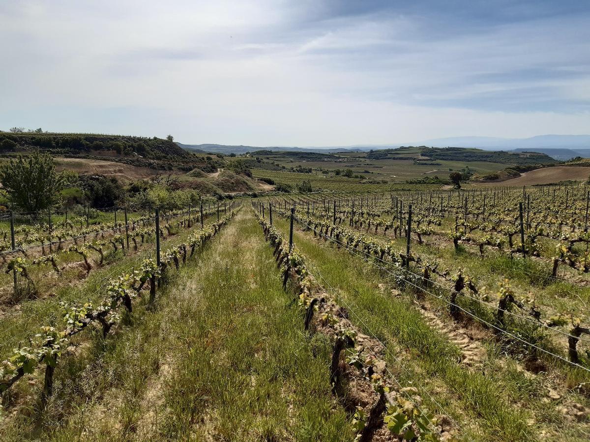 Viñedo en la Rioja Alavesa.