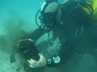 Descubren nuevas especies de moluscos en Arousa