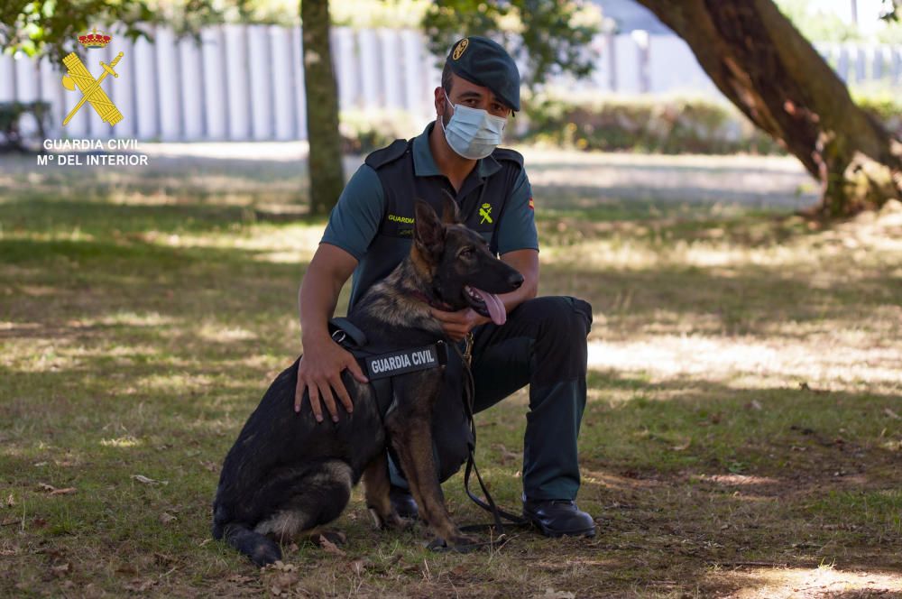 Dos nuevos cachorros policiales para Asturias