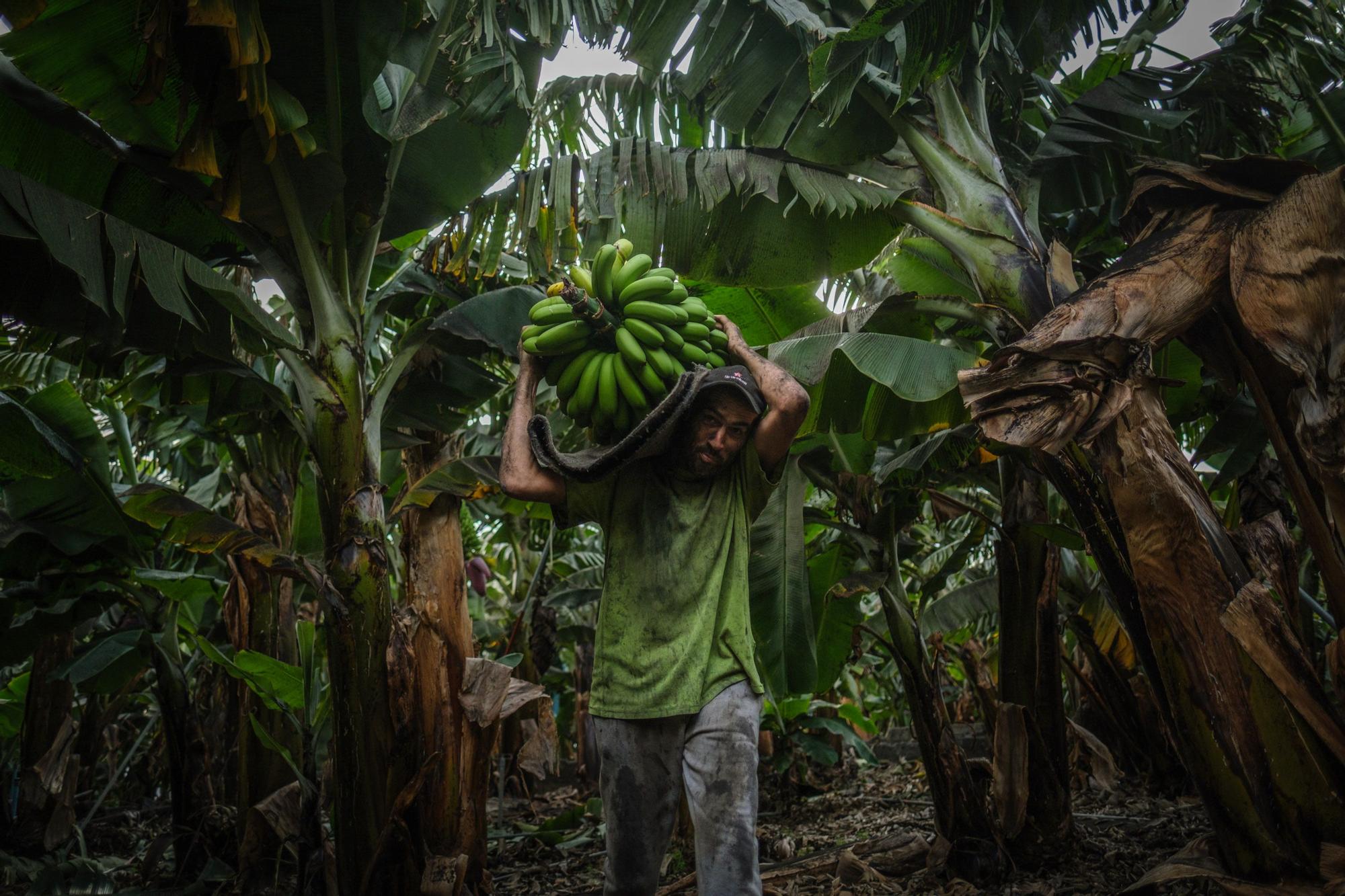 Corte, transporte y empaquetado de plátanos en La Palma