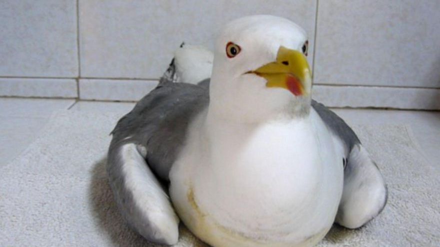 El botulismo, la causa de la parálisis que afecta a las gaviotas