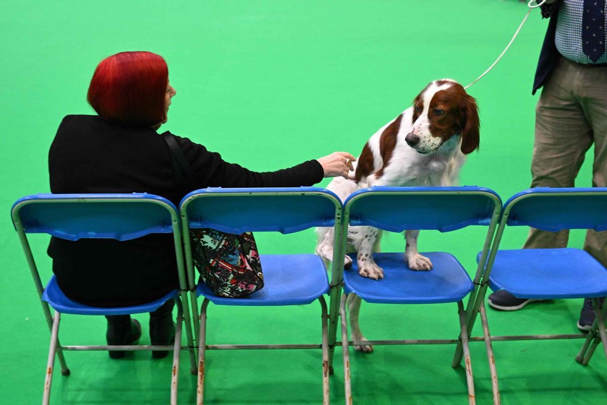 Exposición canina en el Centro Nacional de Exposiciones de Birmingham