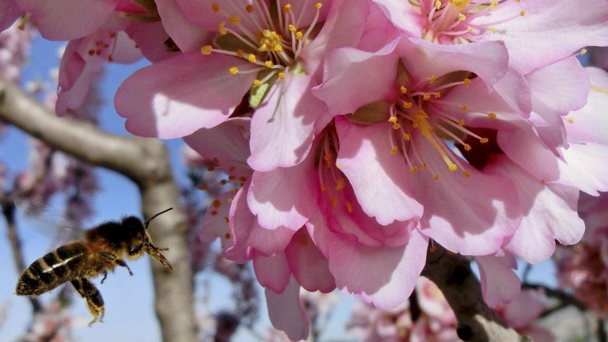 L’abella cerca el nèctar de la flor del cirerer.