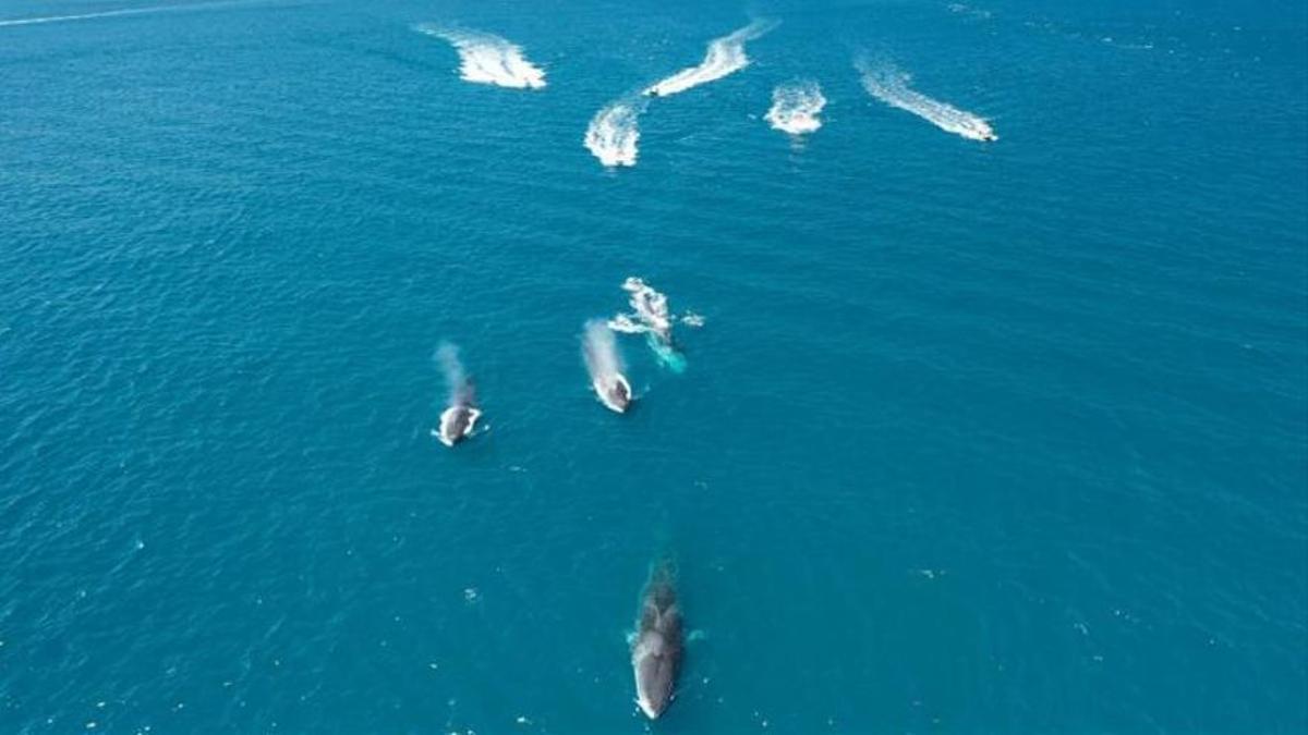 Una 'flotilla' de barcas persigue y acosa a las ballenas.