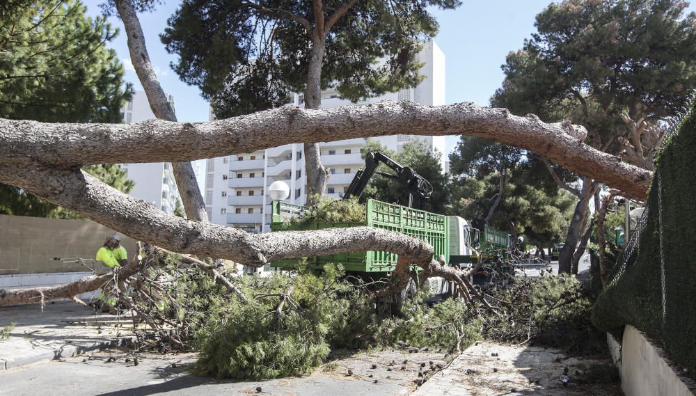 Fuertes rachas de viento en la ciudad de Alicante