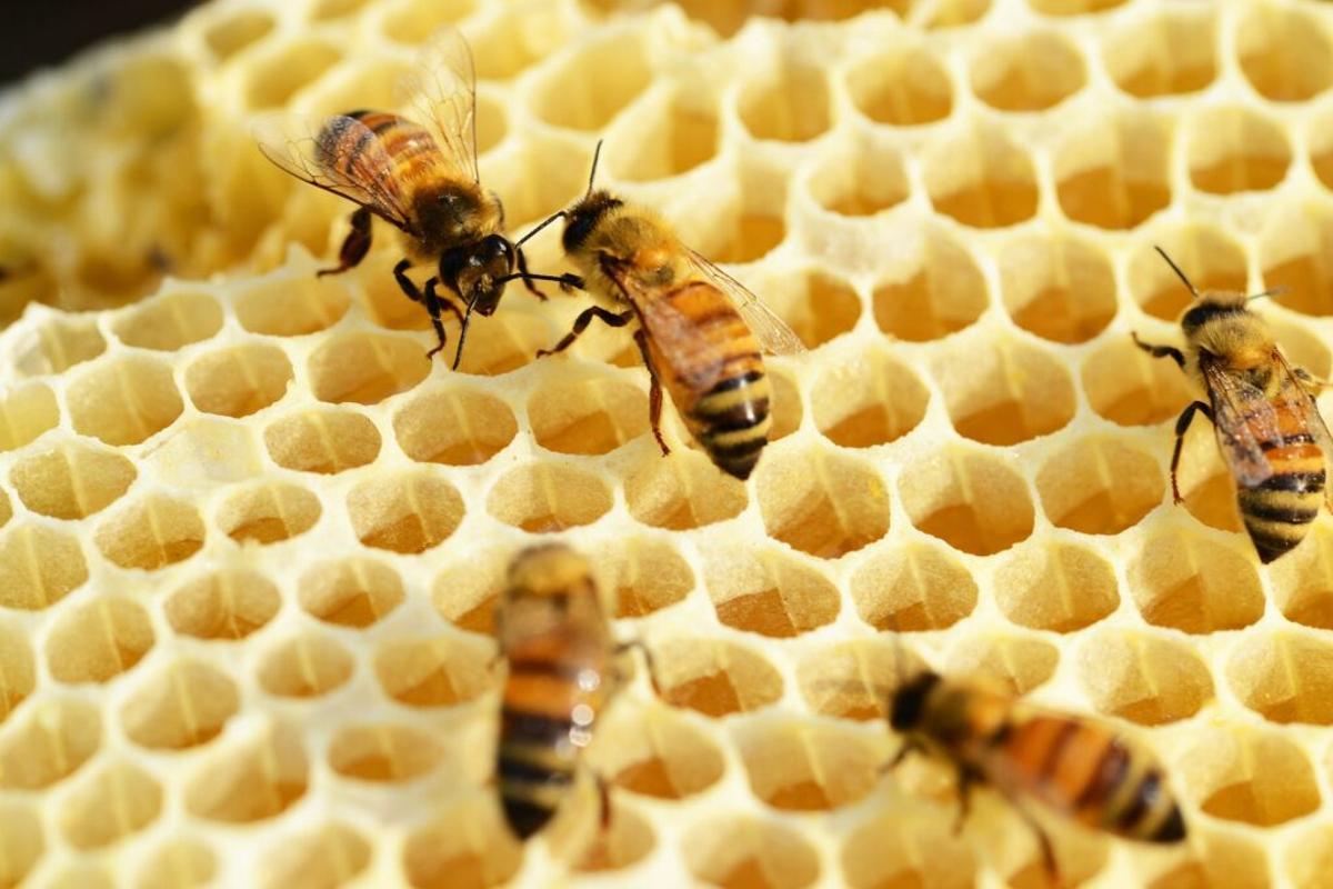 ¿Ha desaparecido ya el 25% de las especies de abejas?