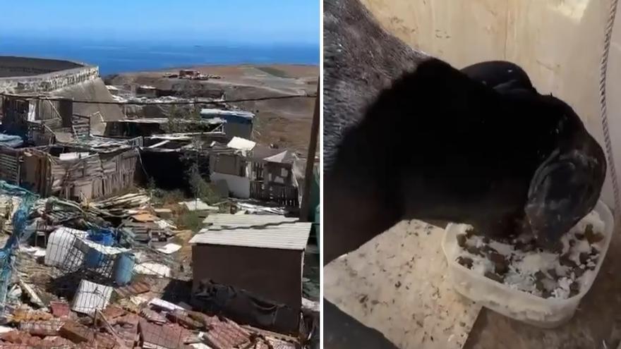 Vecinos de Ladera Alta rescatan a un perro maltratado de una finca