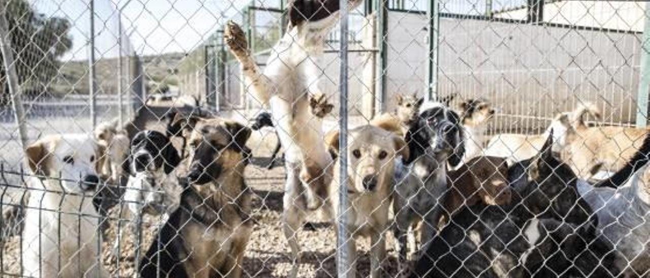 Las protectoras de Elda, desbordadas por el aumento de abandonos de perros  - Información