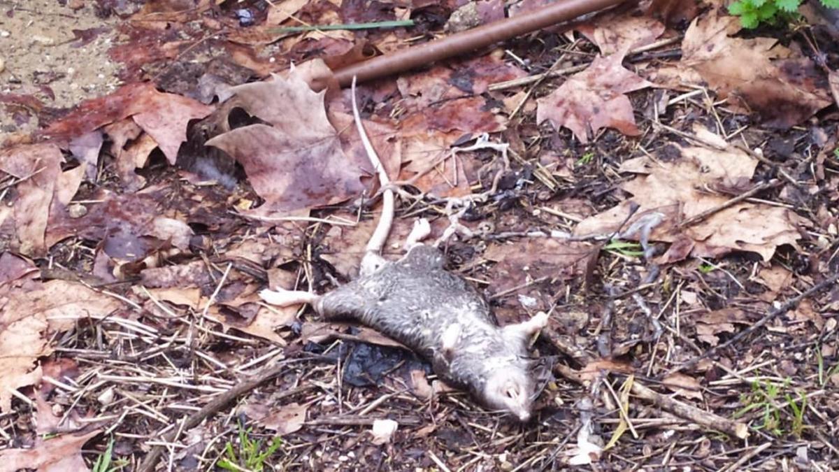 Rata muerta en el barrio de Los Puertos, en Legazpi