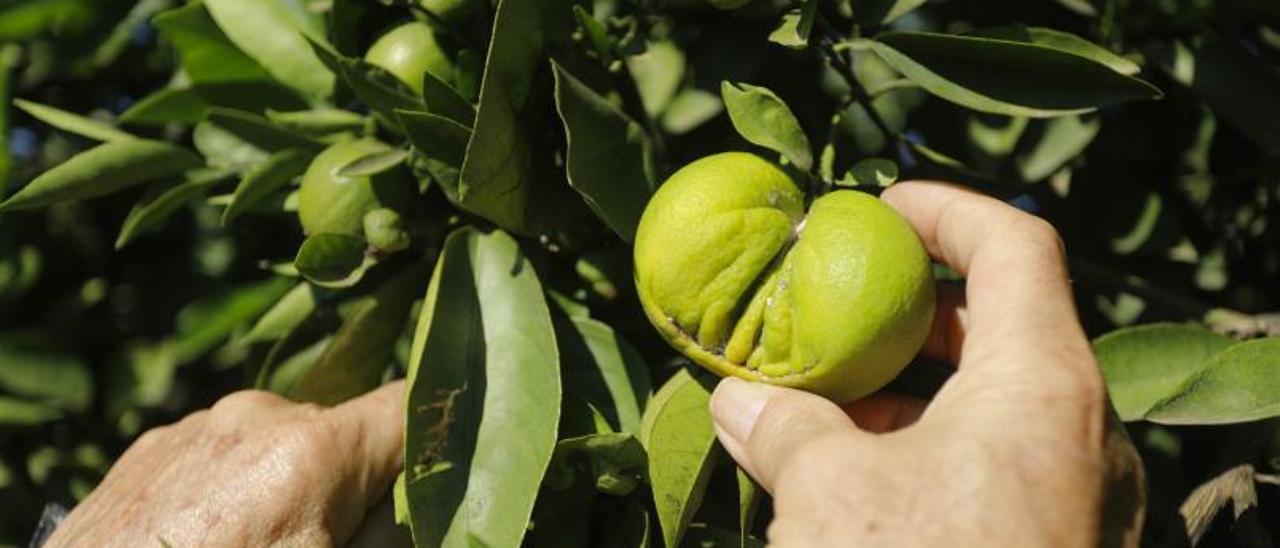 Naranjas afectadas por la plaga del ‘cotonet’. | LEVANTE-EMV