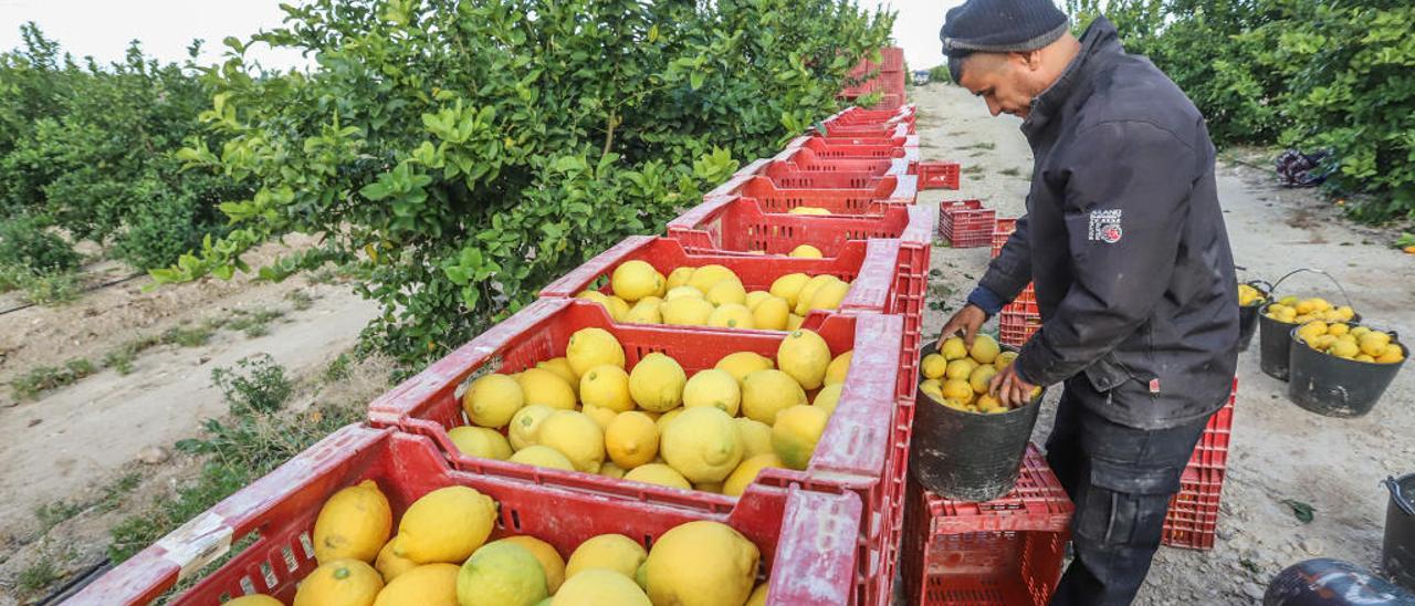 Un jornalero trabajando, ayer, en la recolección de limones de una finca ubicada en Torremendo que pertenece a uno de los mayores citricultores de la Vega Baja, Antonino Fabregat.
