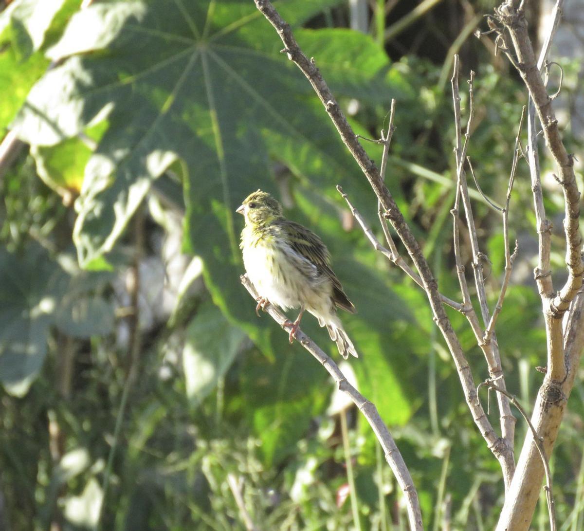 Ejemplar de verdecillo, una especie objeto del silvestrismo.