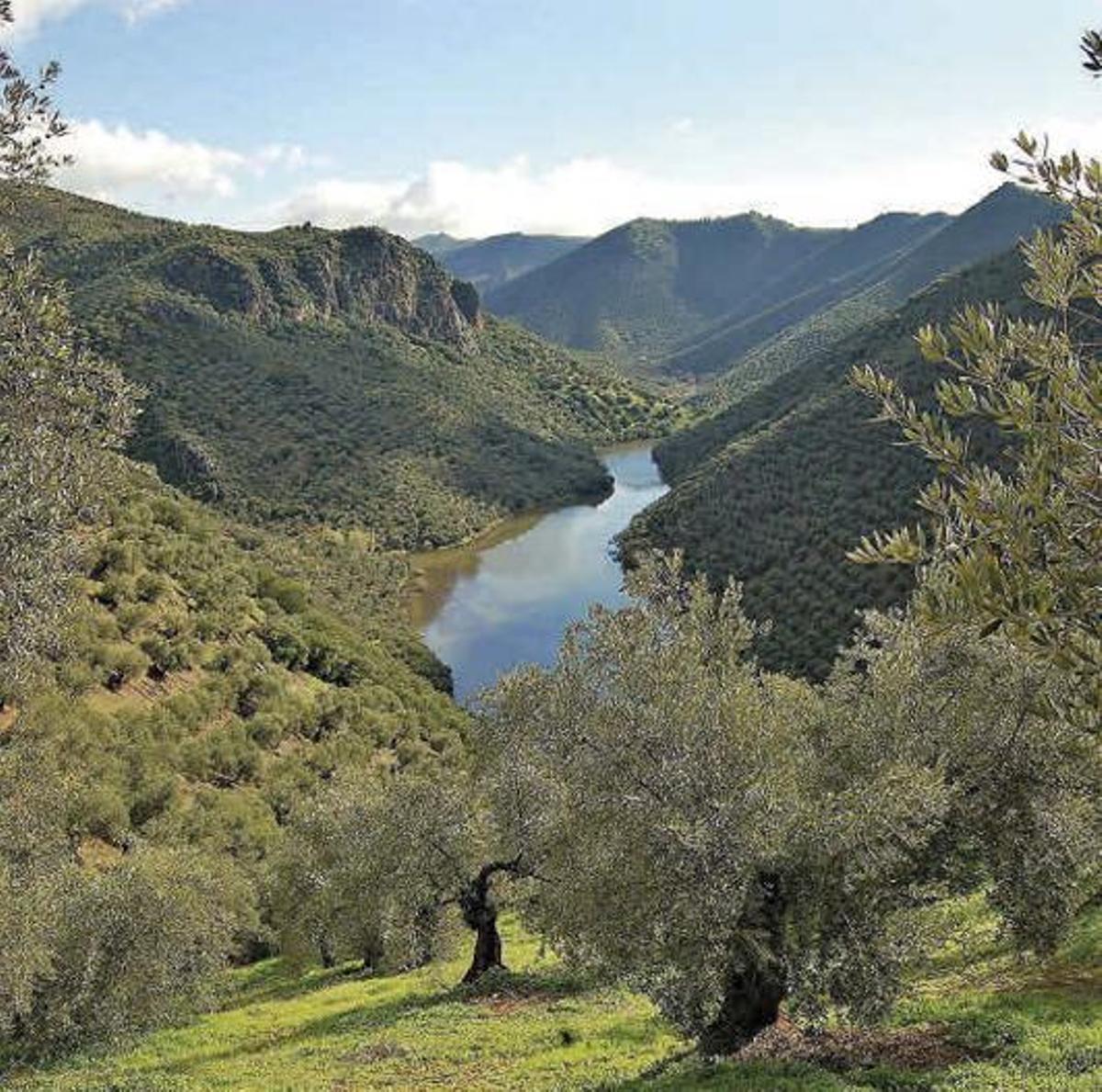 Olivar en gran pendiente en Sierra Morena. Este tipo de producción requiere abundante mano de obra.