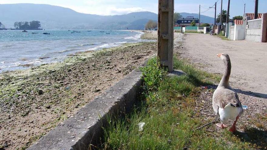 El tramo de la playa de Cesantes con la arena cubierta de piedras. // FdV