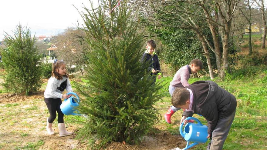 El Bosque de Nadal de Nigrán nace con 30 abetos reciclados
