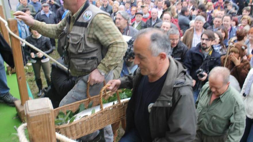 Guillermo Maraño y José Manuel Álvarez llegan a la puja de Cornellana (Salas) con el campanu de Asturias, seguidos por Pedro Álvarez, con el campanu del Narcea.