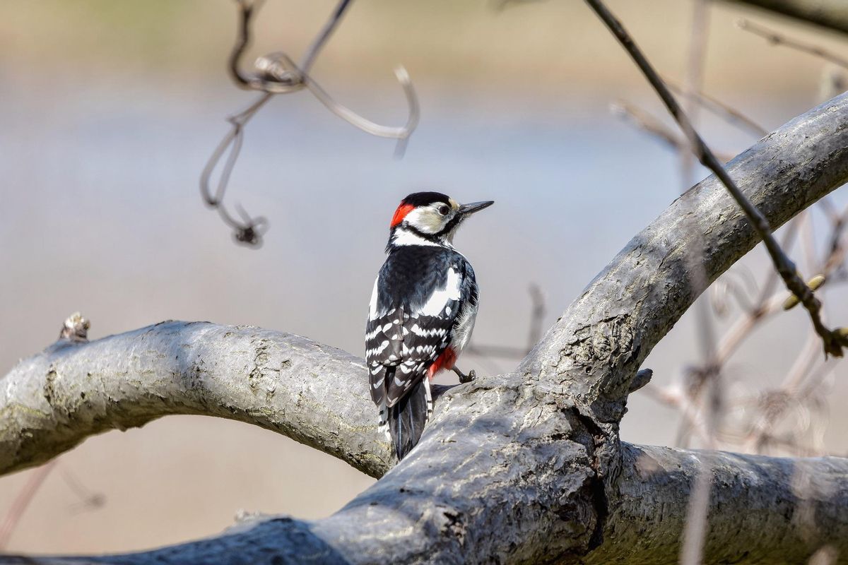 Pájaro carpintero, uno de los analizados en el estudio