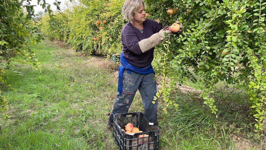 La granada mollar de Elche, a la &quot;busca&quot; de agricultores