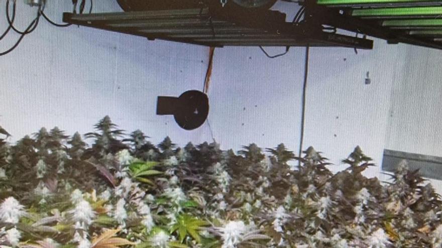Troben un cultiu de més de 200 plantes de marihuana en una nau a Riells i Viabrea