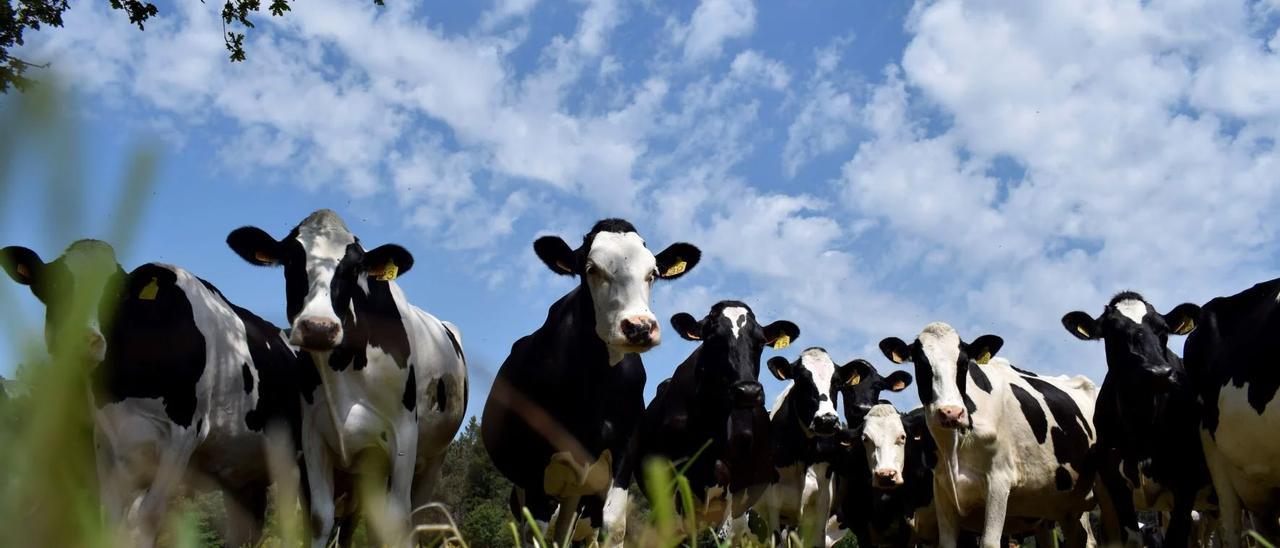 Las vacas en ecológico son uno de los sectores en alza en Galicia.