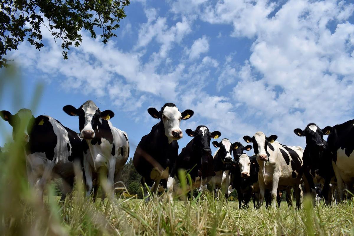 Las vacas en ecológico son uno de los sectores en alza en Galicia.