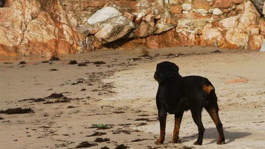 Un perro, en un arenal coruñés.