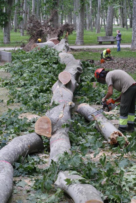 Cau un plàtan de 62 metres al parc de la Devesa