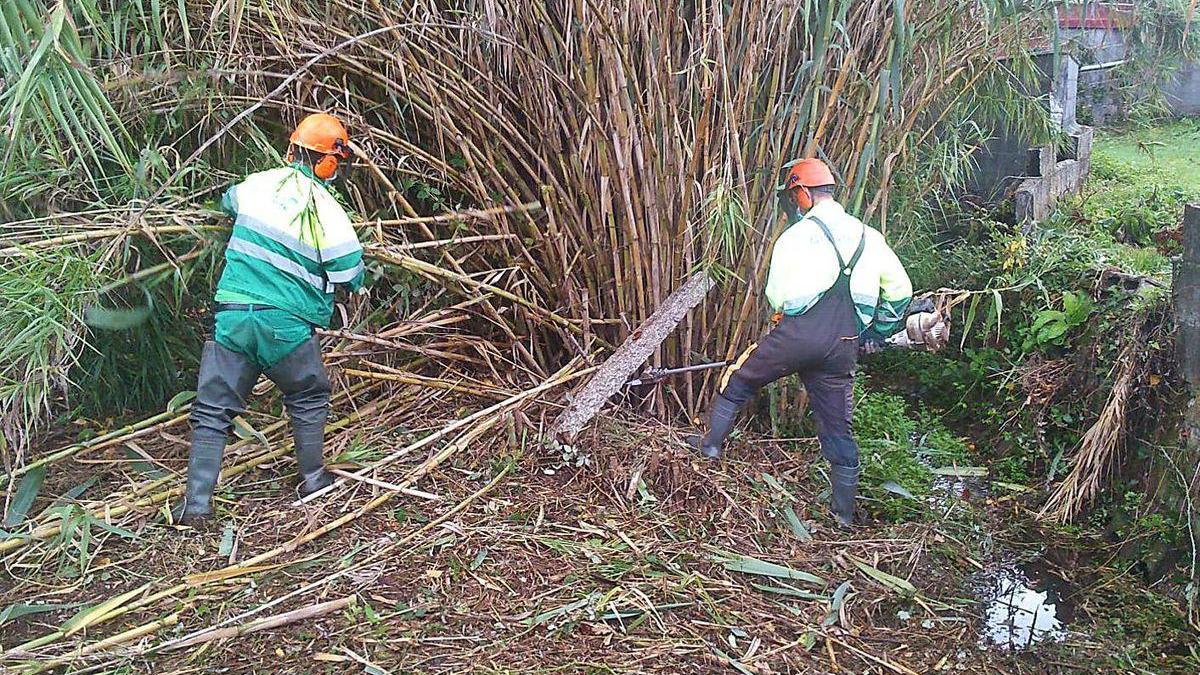 El cauce fluvial sometido a trabajos de limpieza y mantenimiento.