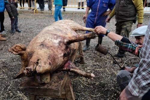 Matanza tradicional en Monfarracinos