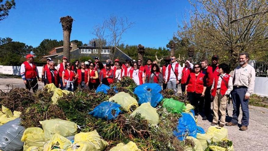 Eliminan 2.500 kilos de plantas exóticas invasoras en Area da Cruz