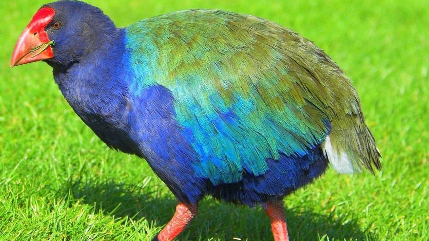 Así ‘resucitó’ Nueva Zelanda un ave prehistórica declarada extinta en el siglo XIX