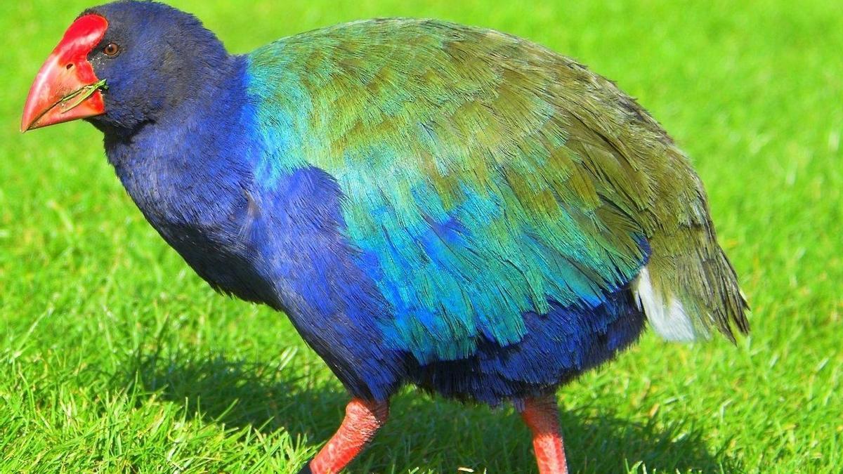 Así 'resucitó' Nueva Zelanda un ave prehistórica declarada extinta