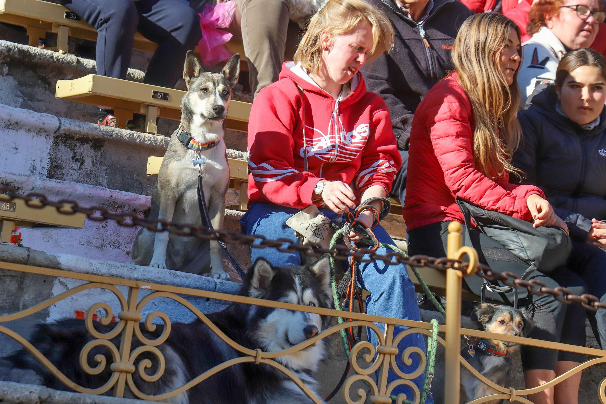 Concurso ecuestre y Bendición de animales por San Antón en Alicante