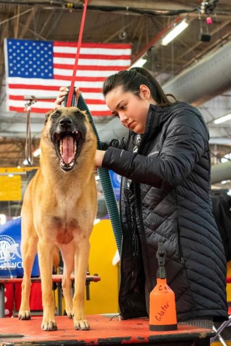 El Westminster Kennel Club, un dels shows de gossos de raça més importants del món