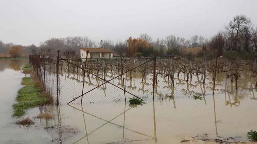 Un cultivo de vides, anegado por la crecida extraordinaria del Ebro. | ÁNGEL DE CASTRO