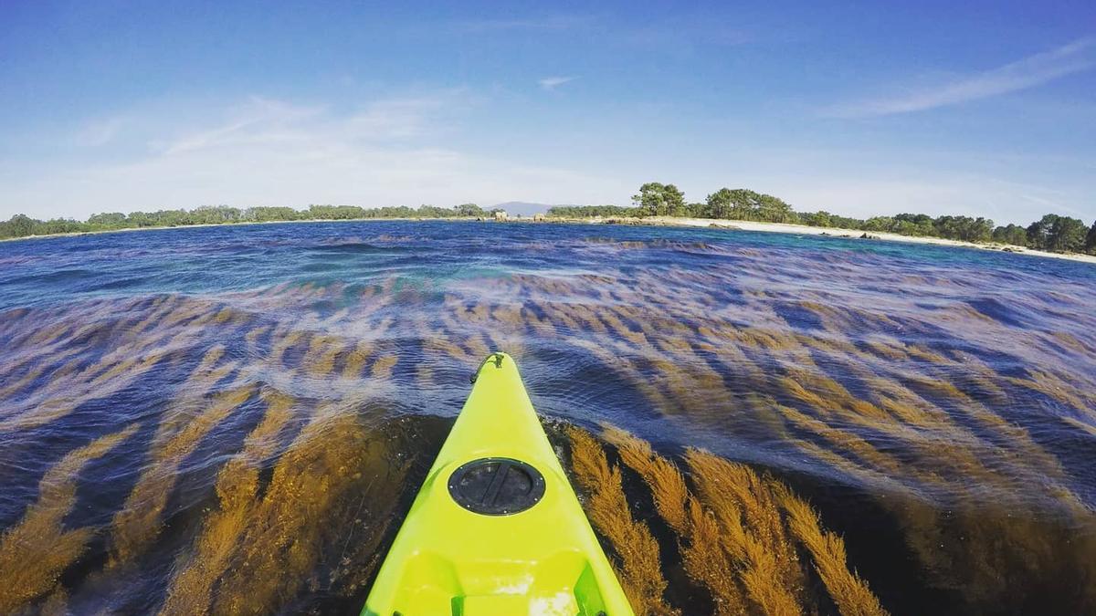 Navegando sobre un mar de algas.