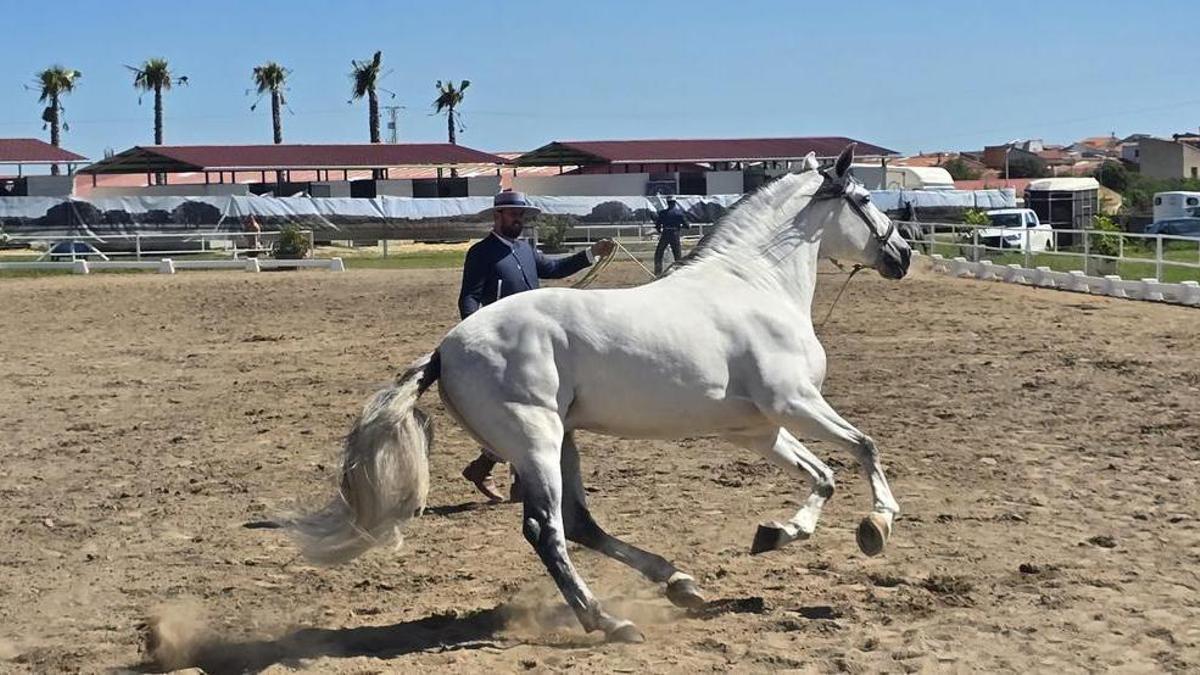 Albalá reunirá cerca de un centenar de ejemplares selectos durante su vigésima secta Feria del Caballo de Albalá.
