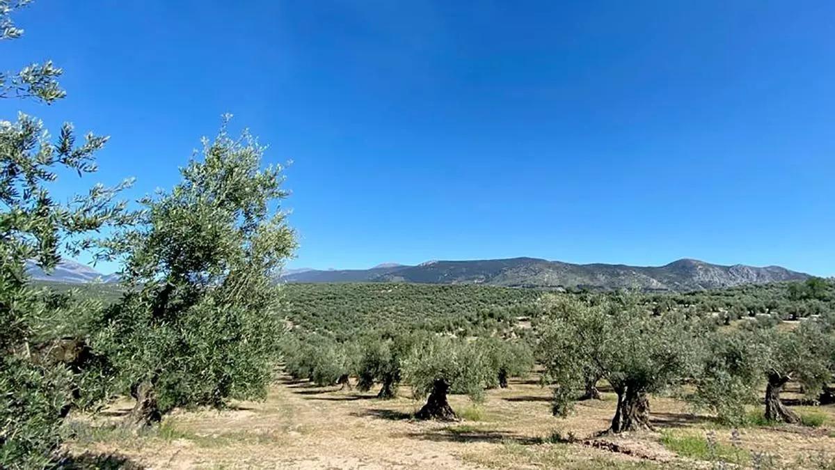 Vista de un olivar de la provincia de Jaén.