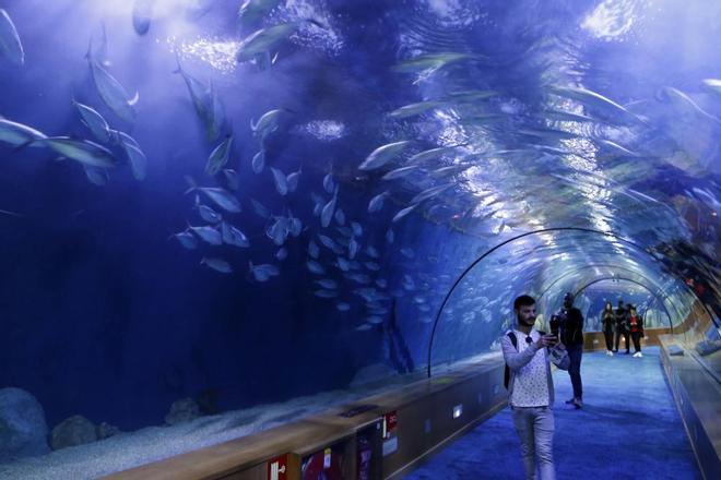 Inauguración del nuevo Oceanogràfic