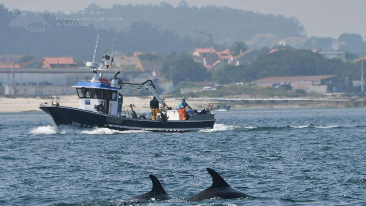 Las cofradías gallegas cargan contra la norma de Pesca para obligar el uso de «pingers» para proteger a las marsopas.
